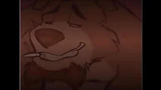 Canis x Bobo